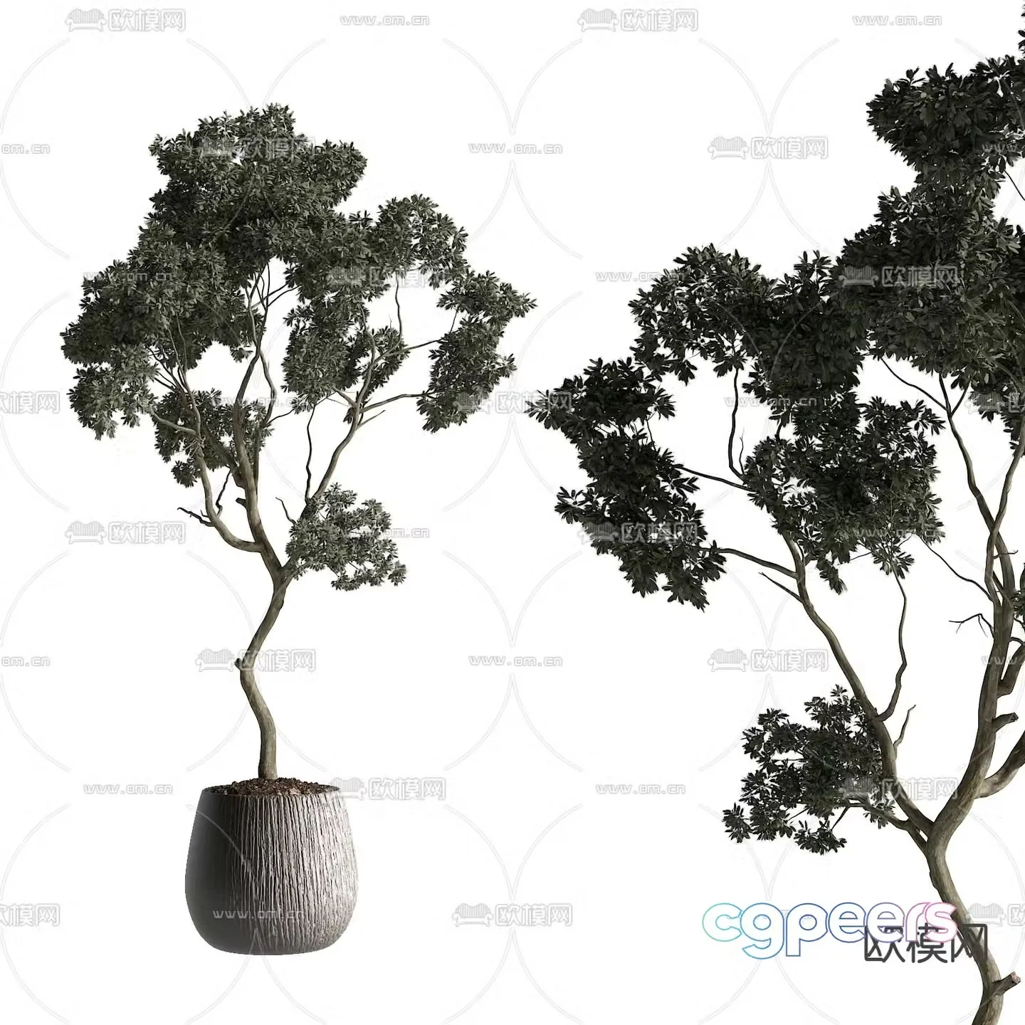 plant potted 3d model