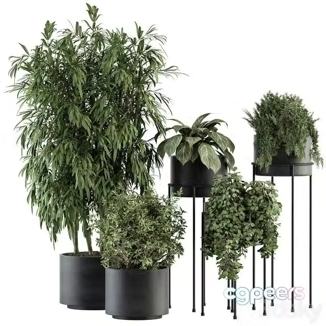 3ds Max Free – indoor Plant Set 355- Tree and Plant Set in Black pot