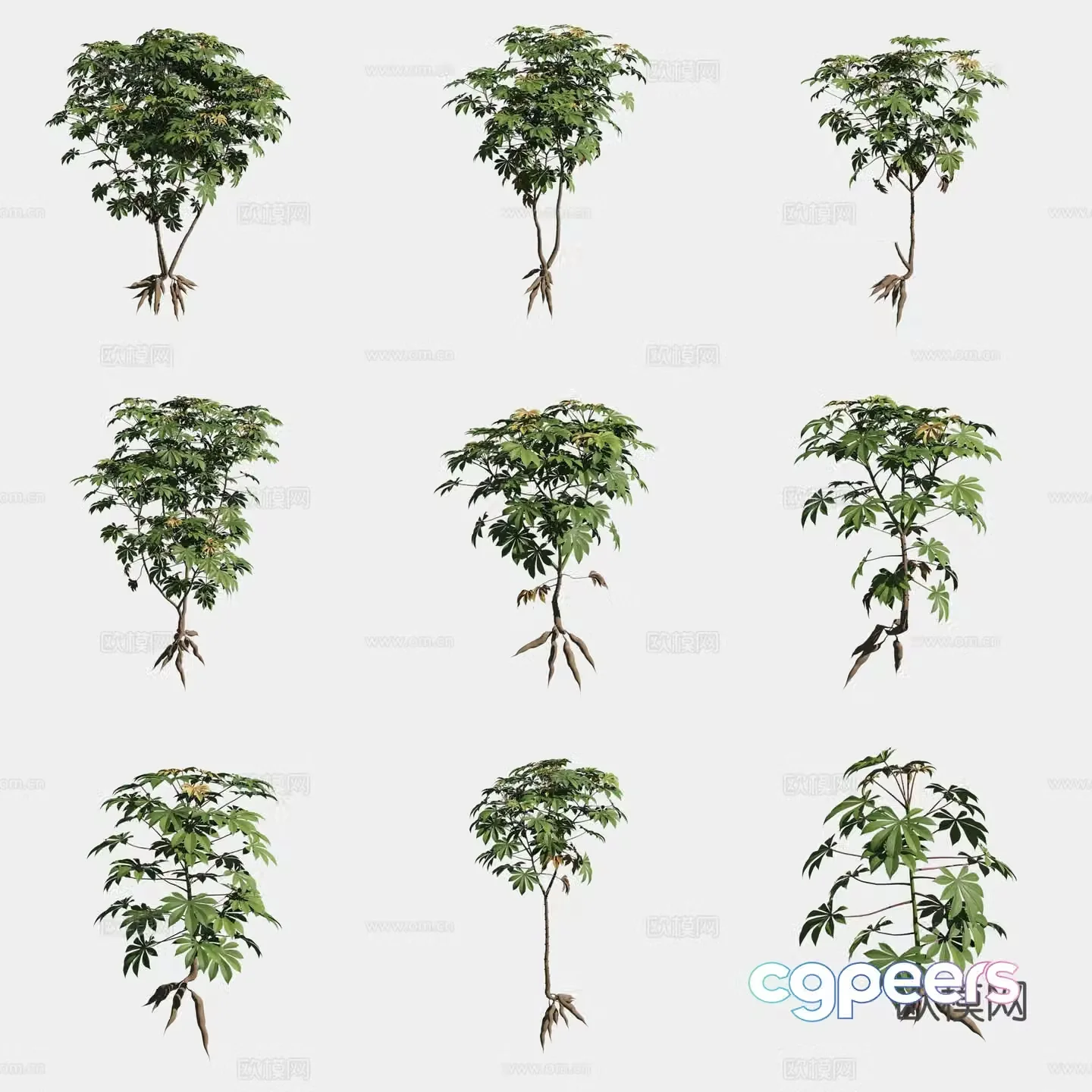 Cassava crops vegetable 3d model