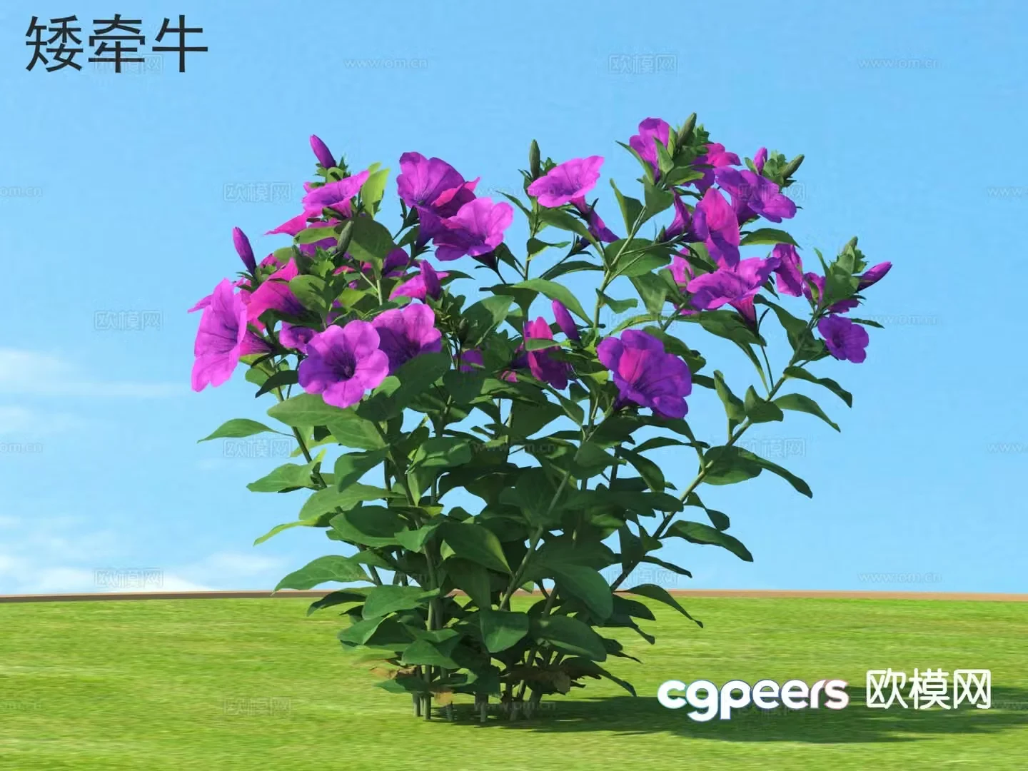 Flowers and plants Petunia 3d model