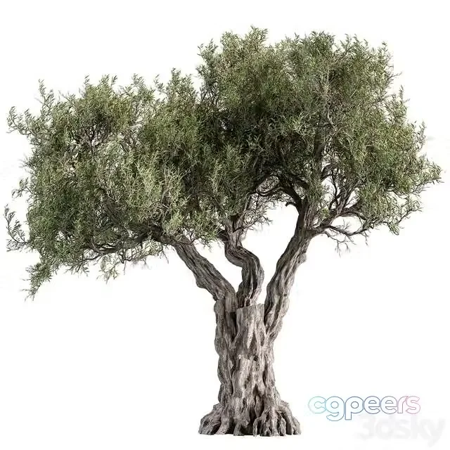 3ds Max Free – Tree Olive – Set 195