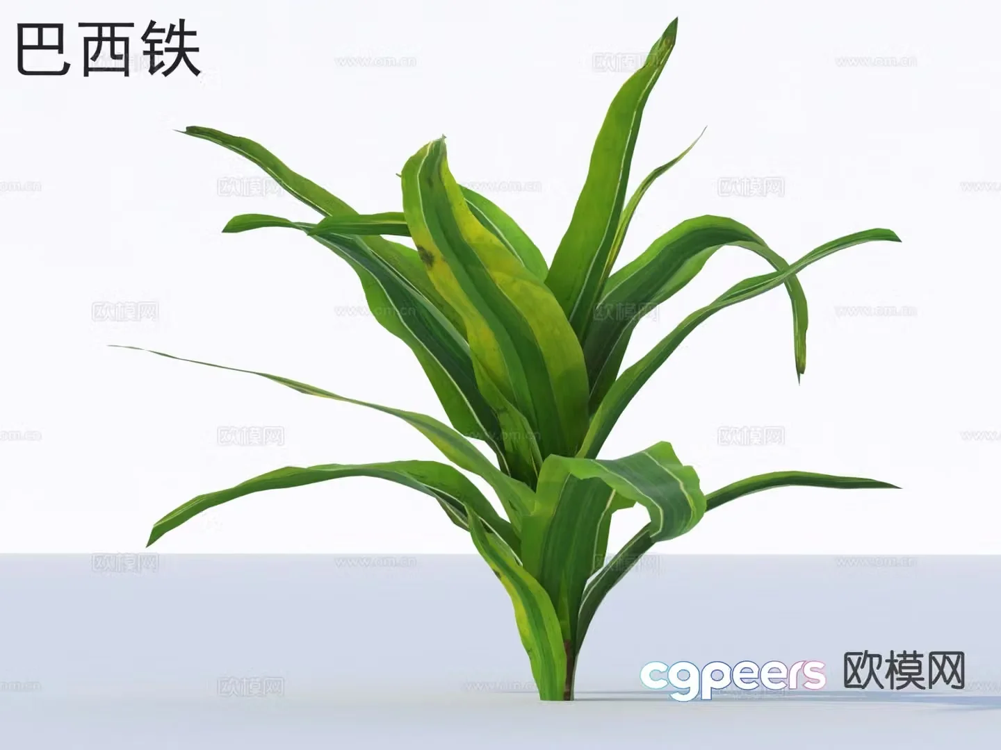 Brazilian iron flowers plants shrubs plants 3D model