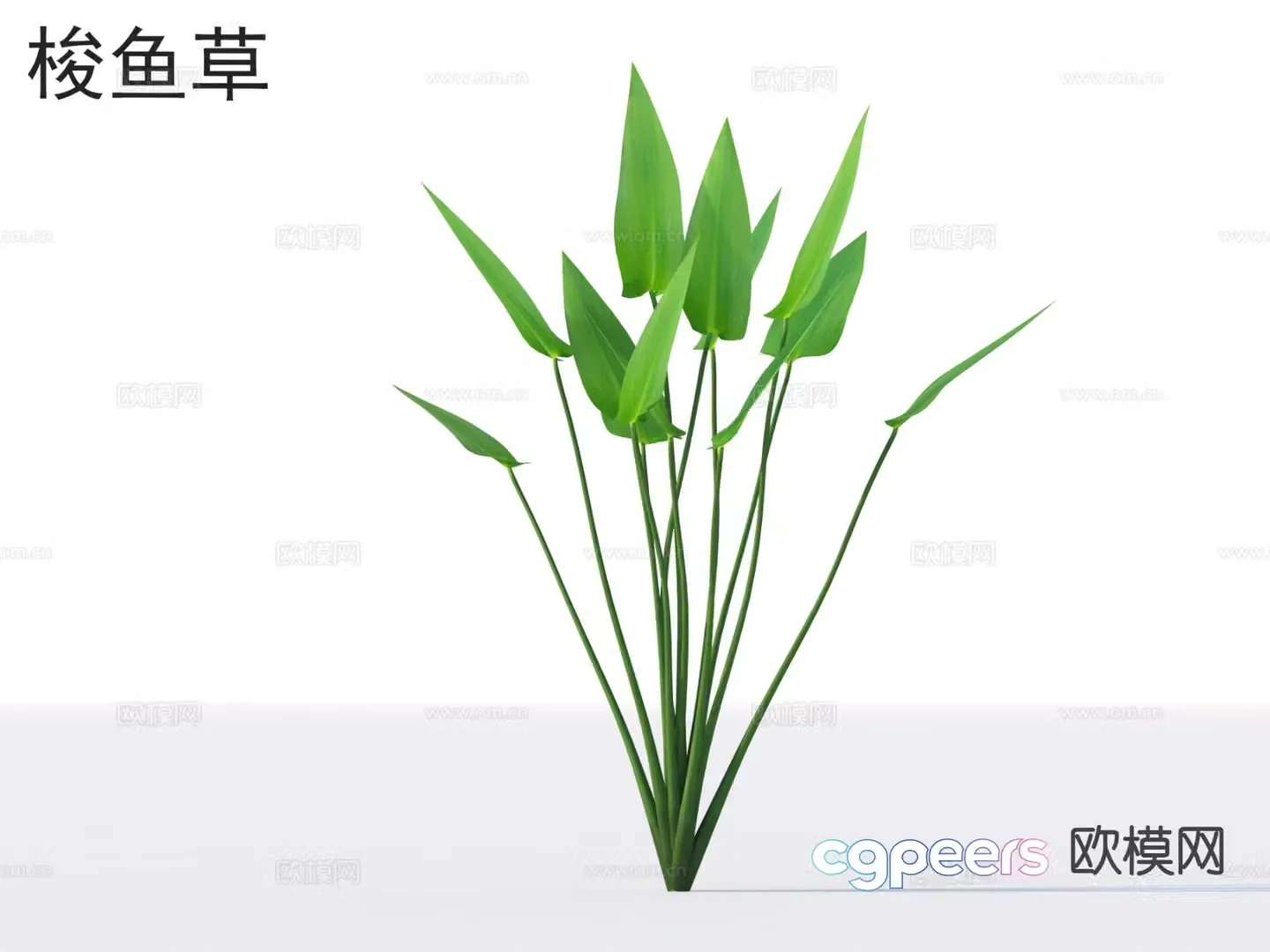 Barracuda grass flowers plants and shrubs plants 3D model