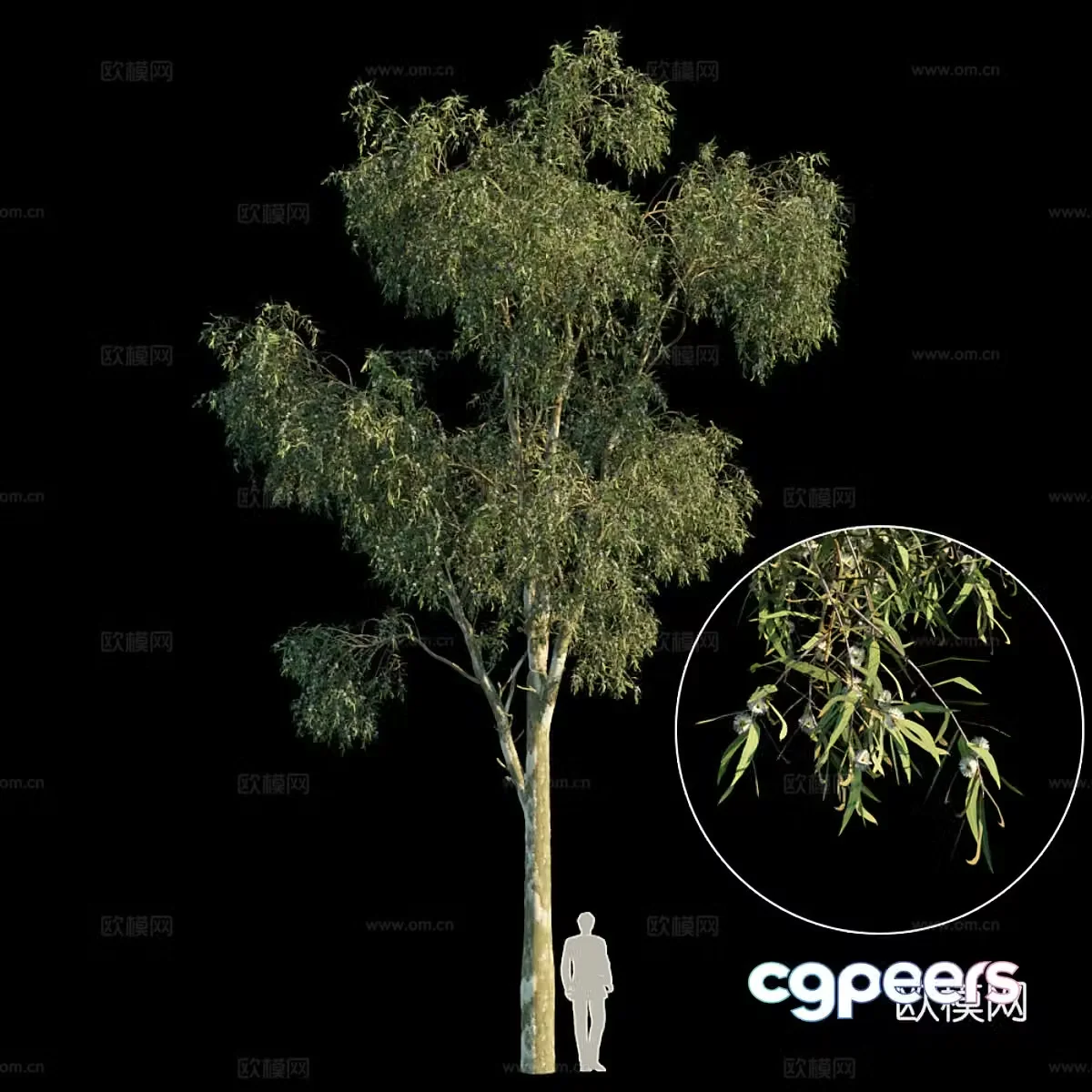 Blue Eucalyptus 3d model