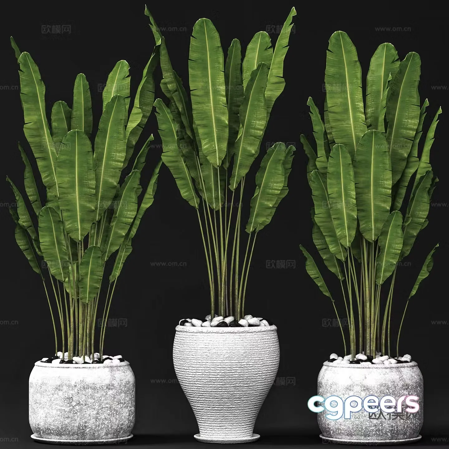 Green plant potted 3D model