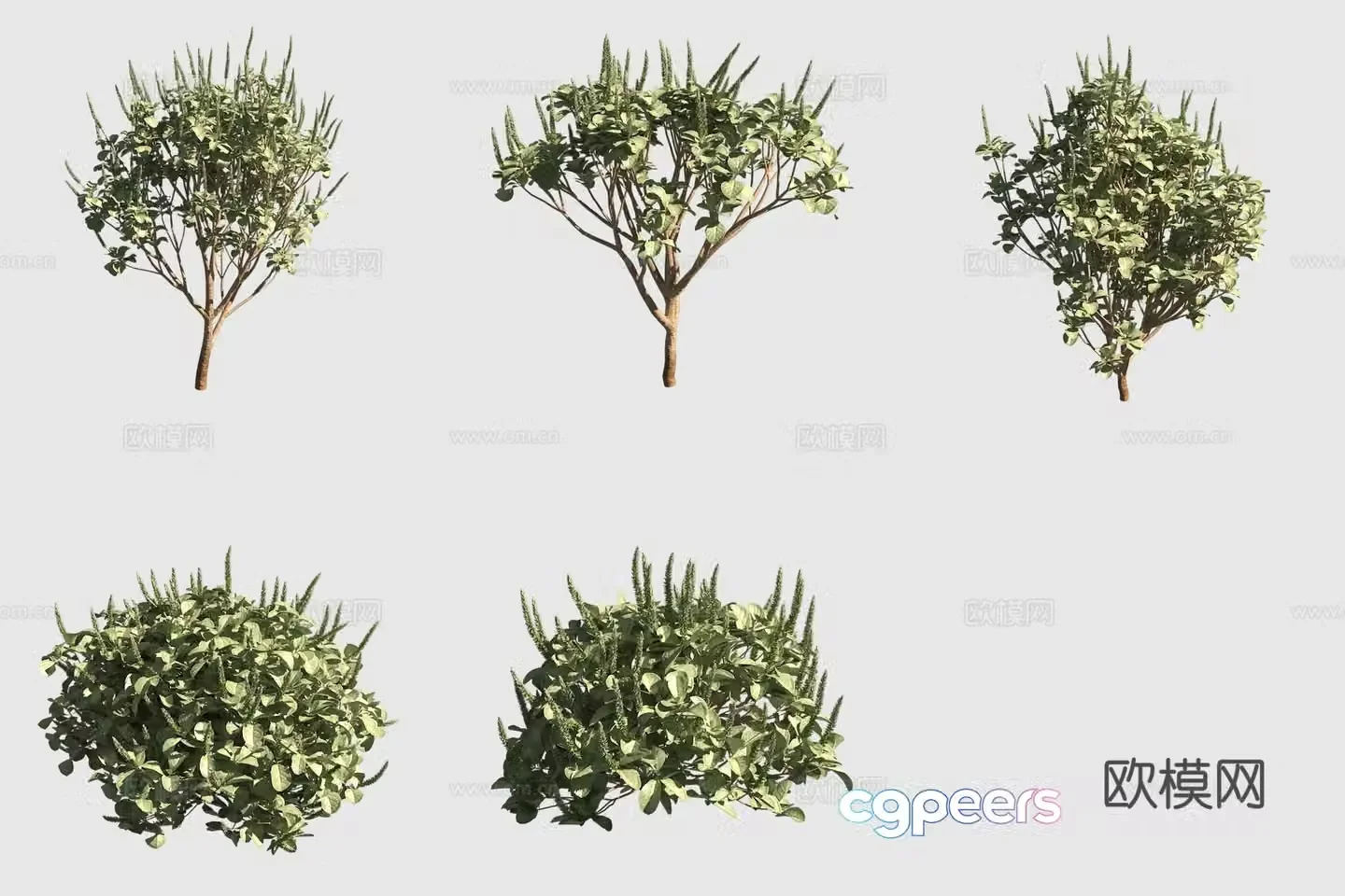 Blunt leaf earth ashstos hawaiian plant 3D model