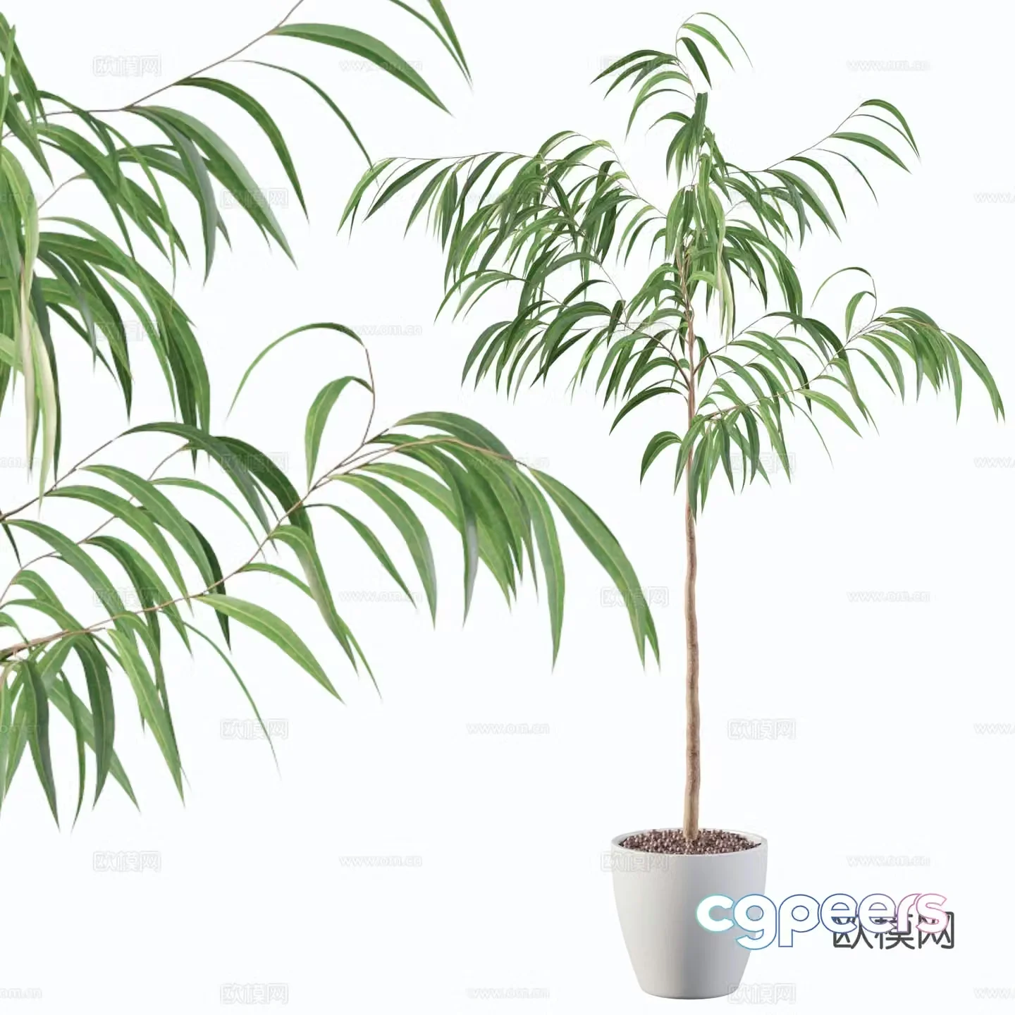 Green plant potted 3d model
