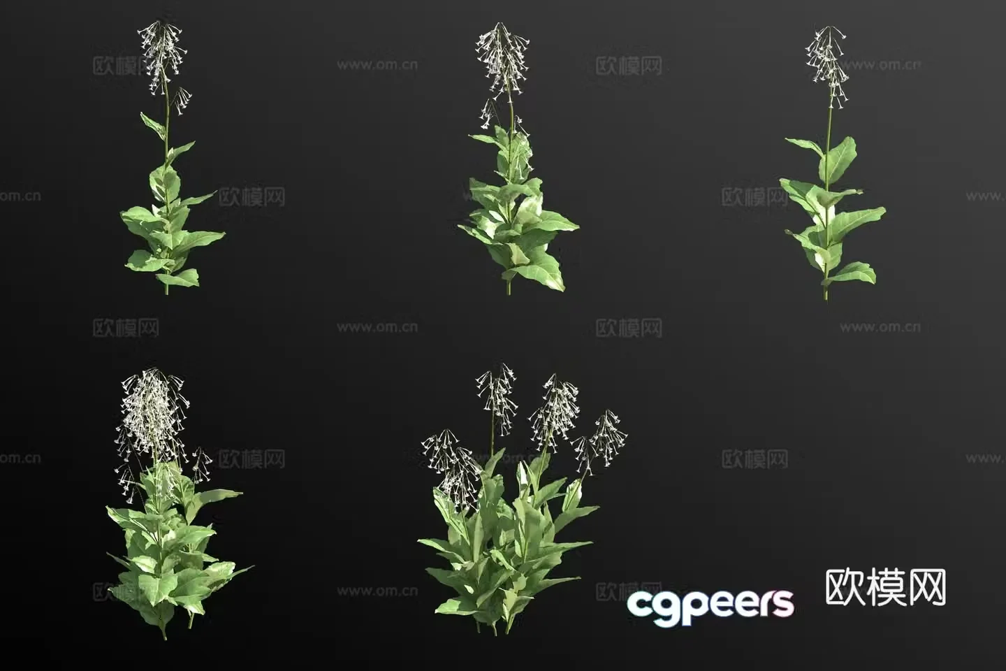 Forest tobacco flowers and plants 3d model