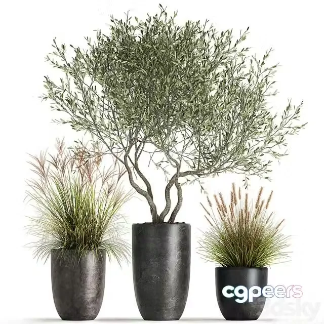 3ds Max Free – A set of plants in outdoor pots with an olive tree, a reed, a bush and a sapling. 1052