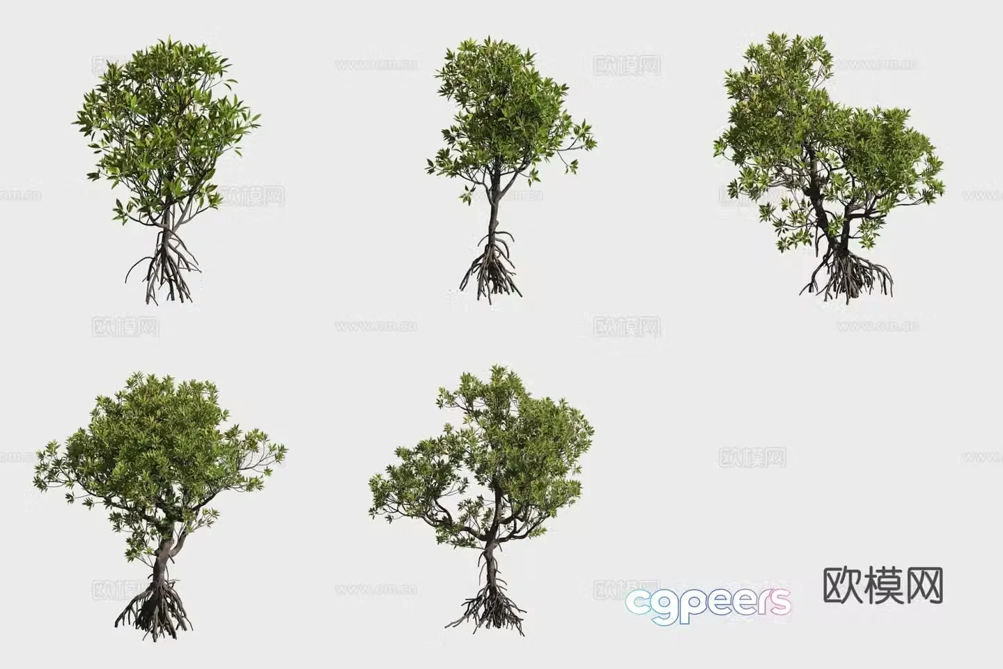 3D model of wood olive mangrove plants