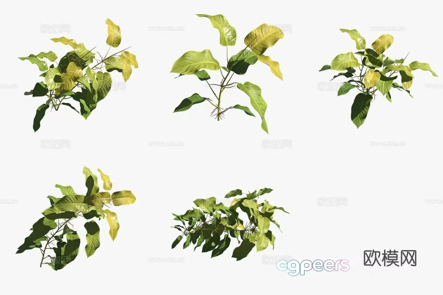 Golden vine green velvet flower plants green plants 3D model