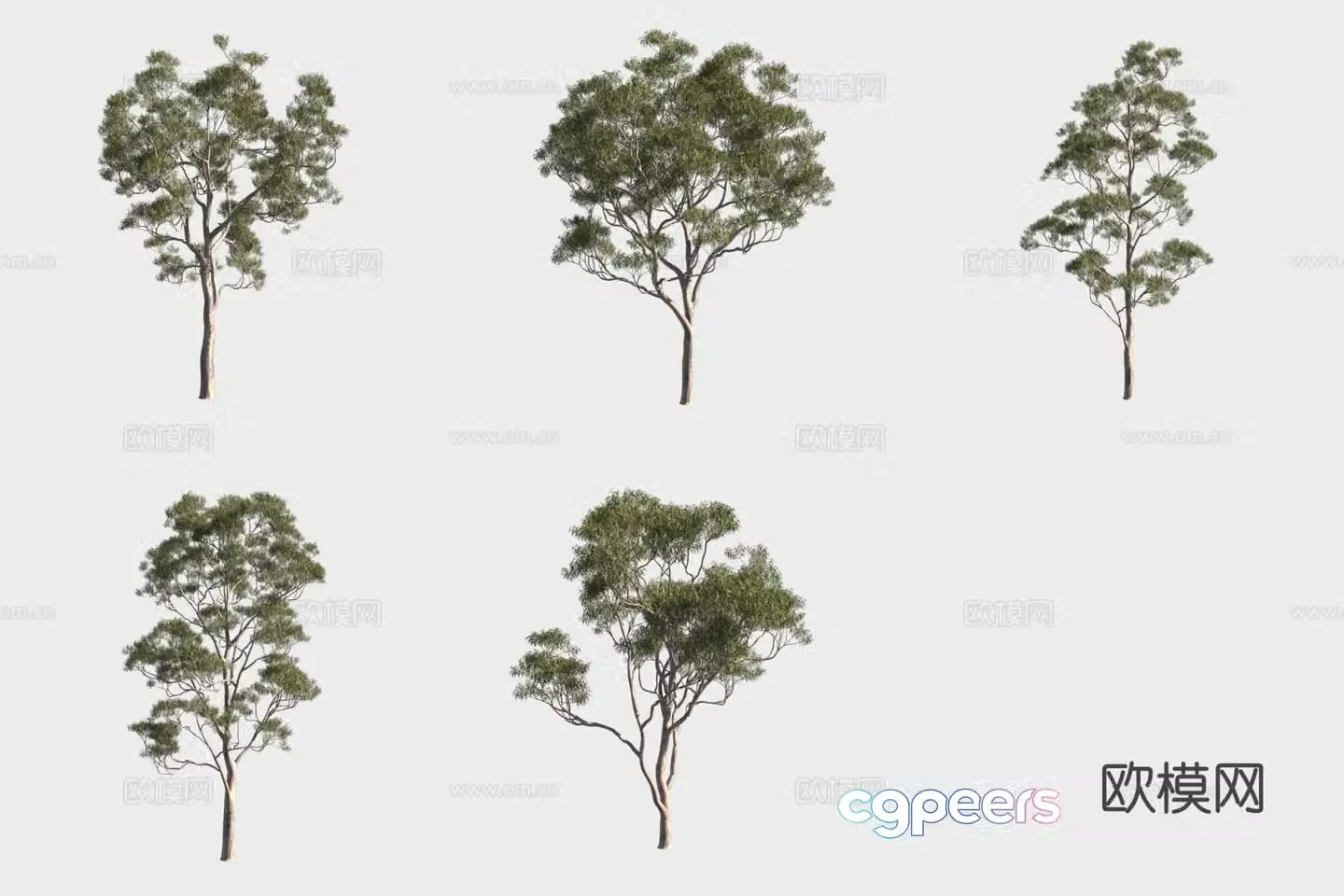 Willow eucalyptus small trees forest 3d model