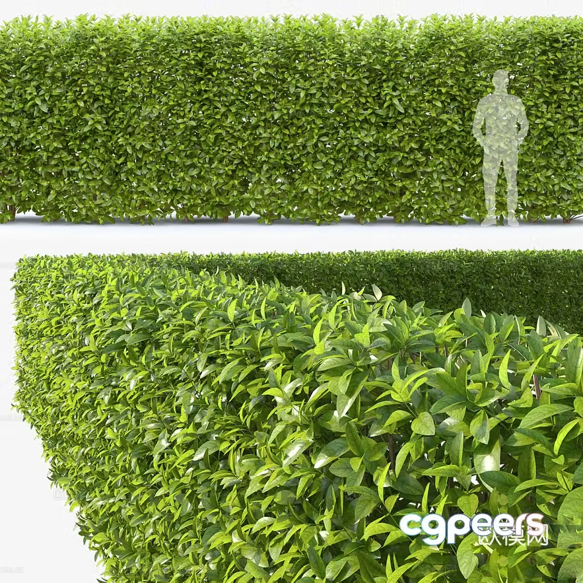 3d model of bush