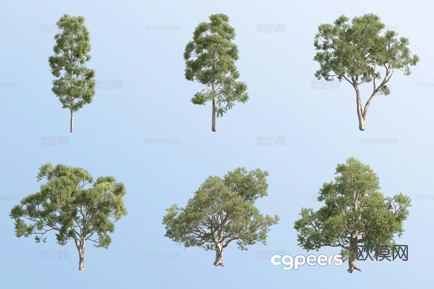 Blue gum tree 3d model
