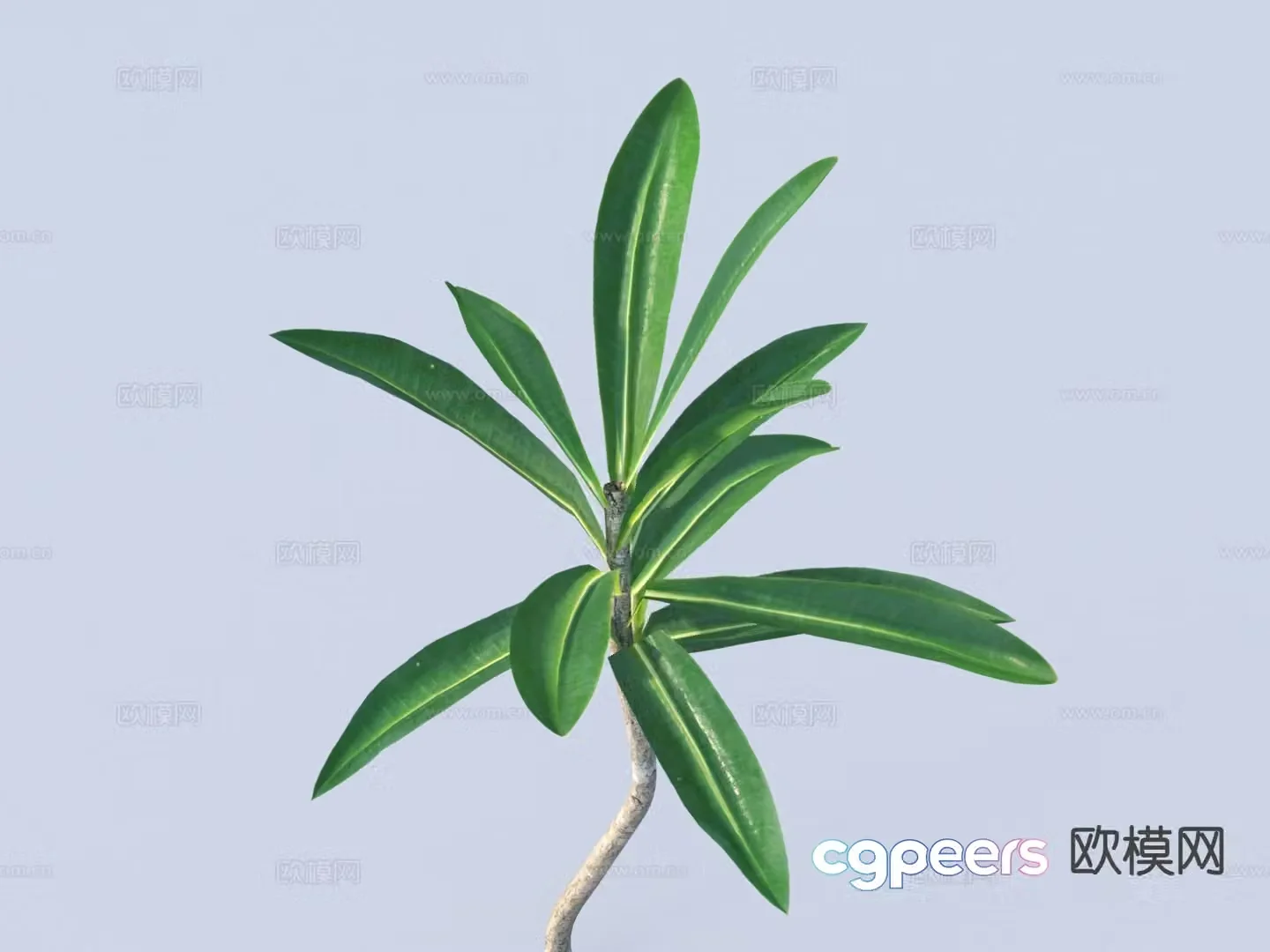 Plant Leaves Branches 3d Model