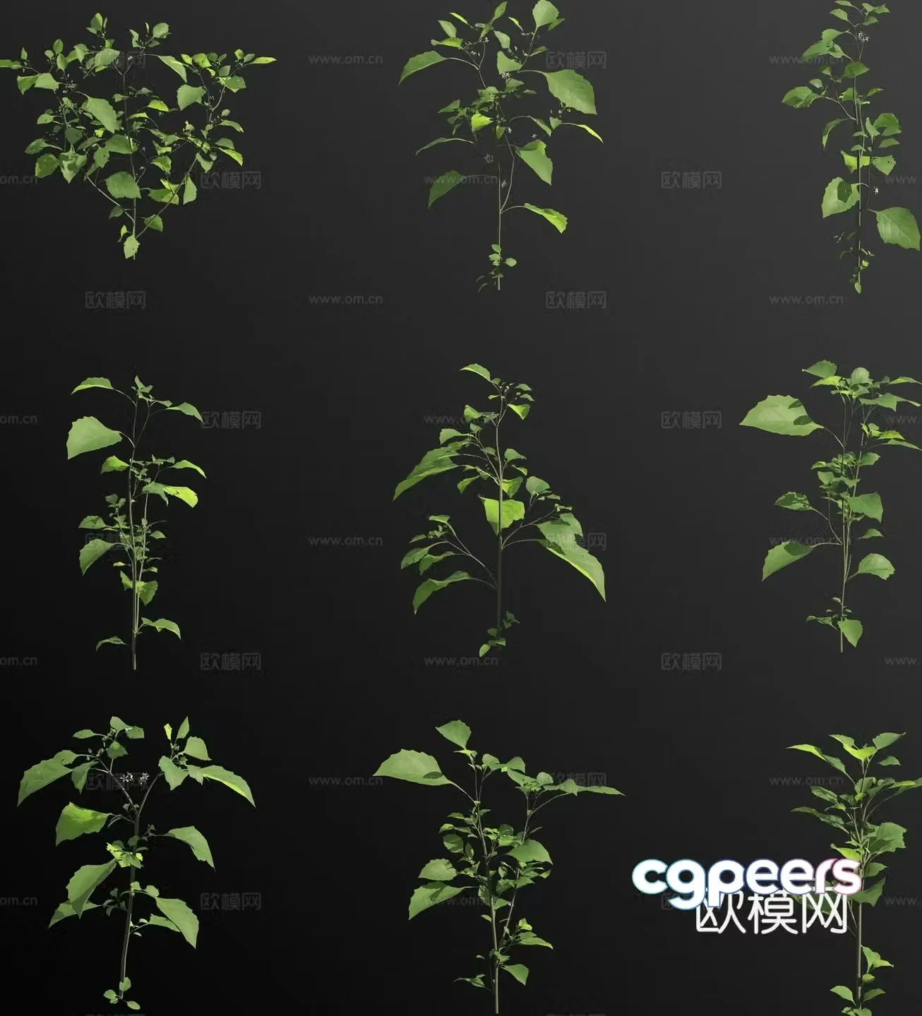 Nightshade flower 3d model