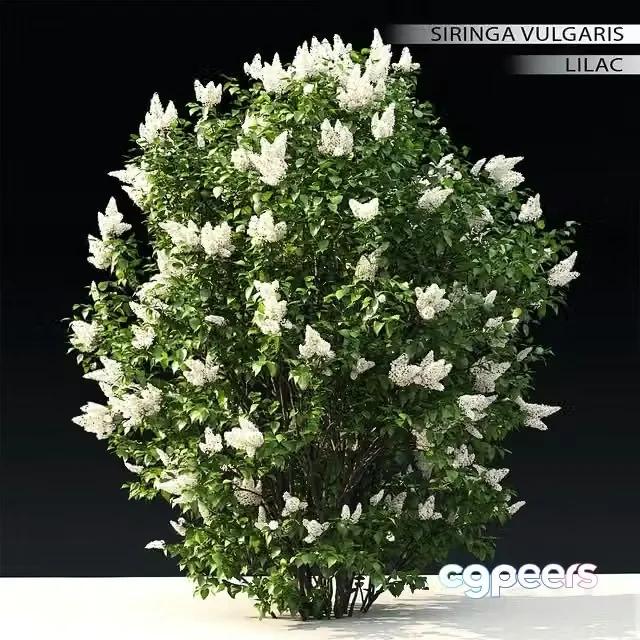 3ds Max Free – Blooming lilac #3