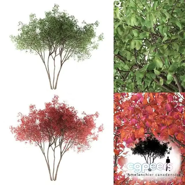 3ds Max Free – Irga Lamarca Canadian solitaire Amelanchier canadensis