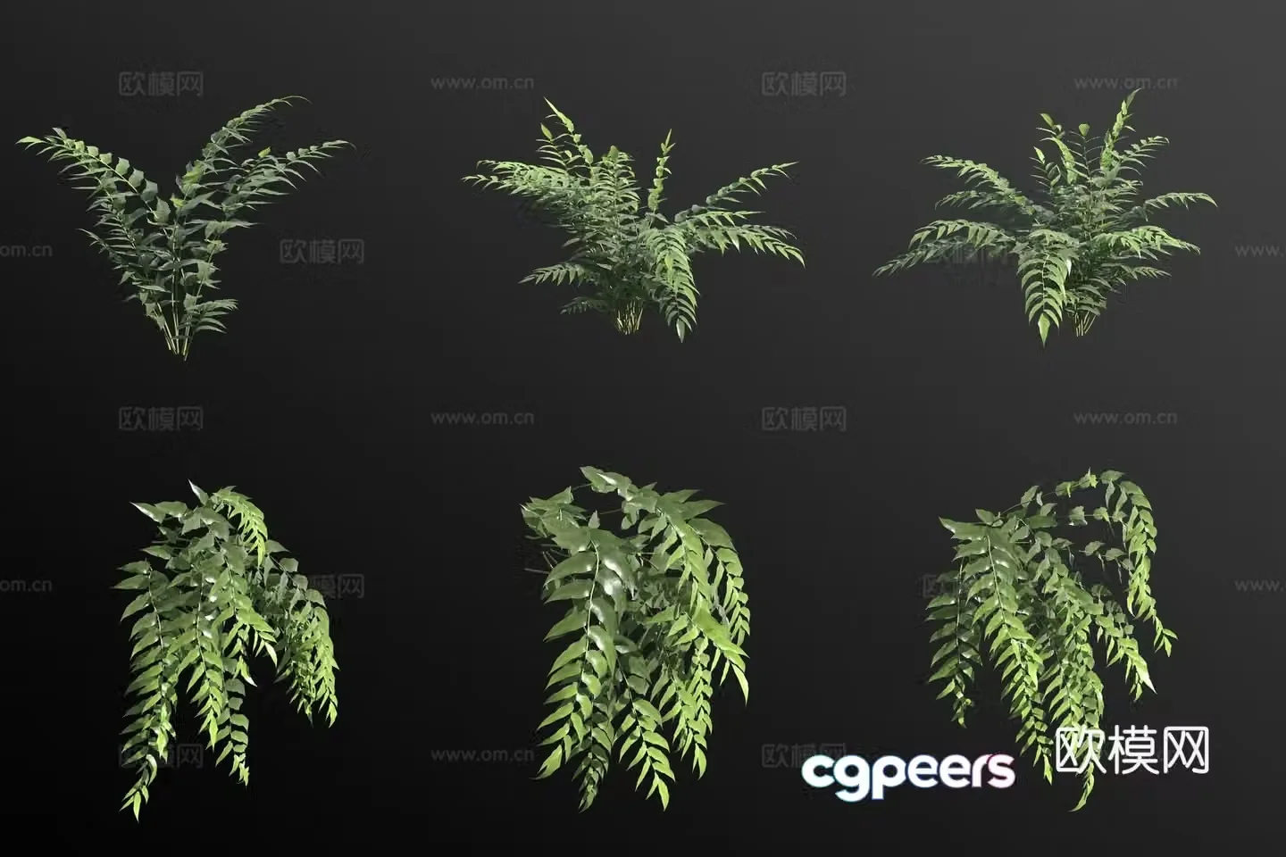 3D model of all-edge fern flowers and plants