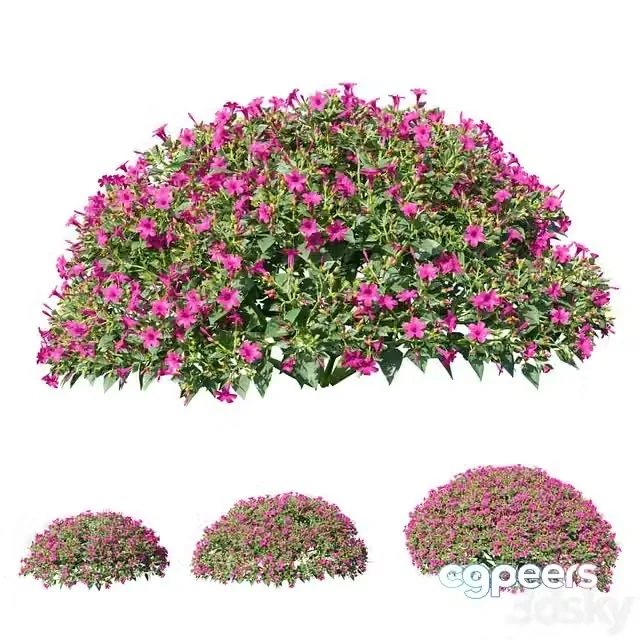 3ds Max Free – Mirabilis jalapa (Fuchsia) August (Corona) Mirabilis jalapa
