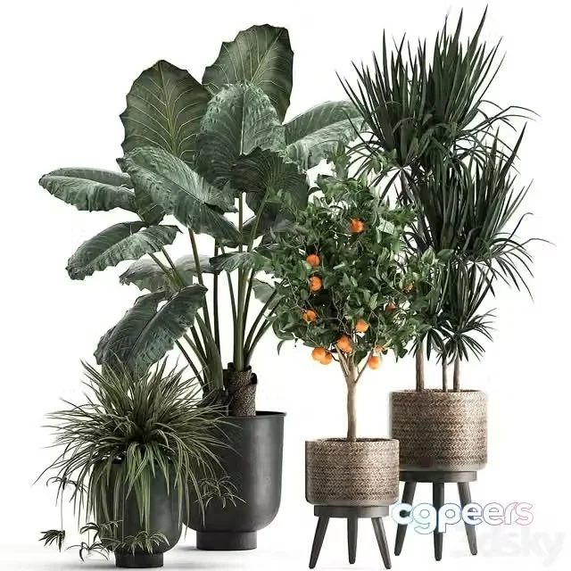 3ds Max Free – Collection of plants in black pots and baskets with Alocasia, dracaena, orange tree, loft. Set 1002
