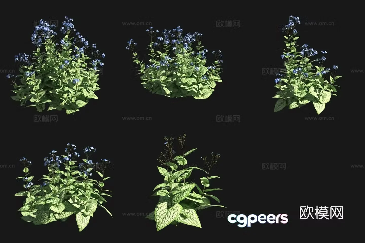 Big Leaf Cattle Tongue Flowers and Plants Garden Plant 3D Model