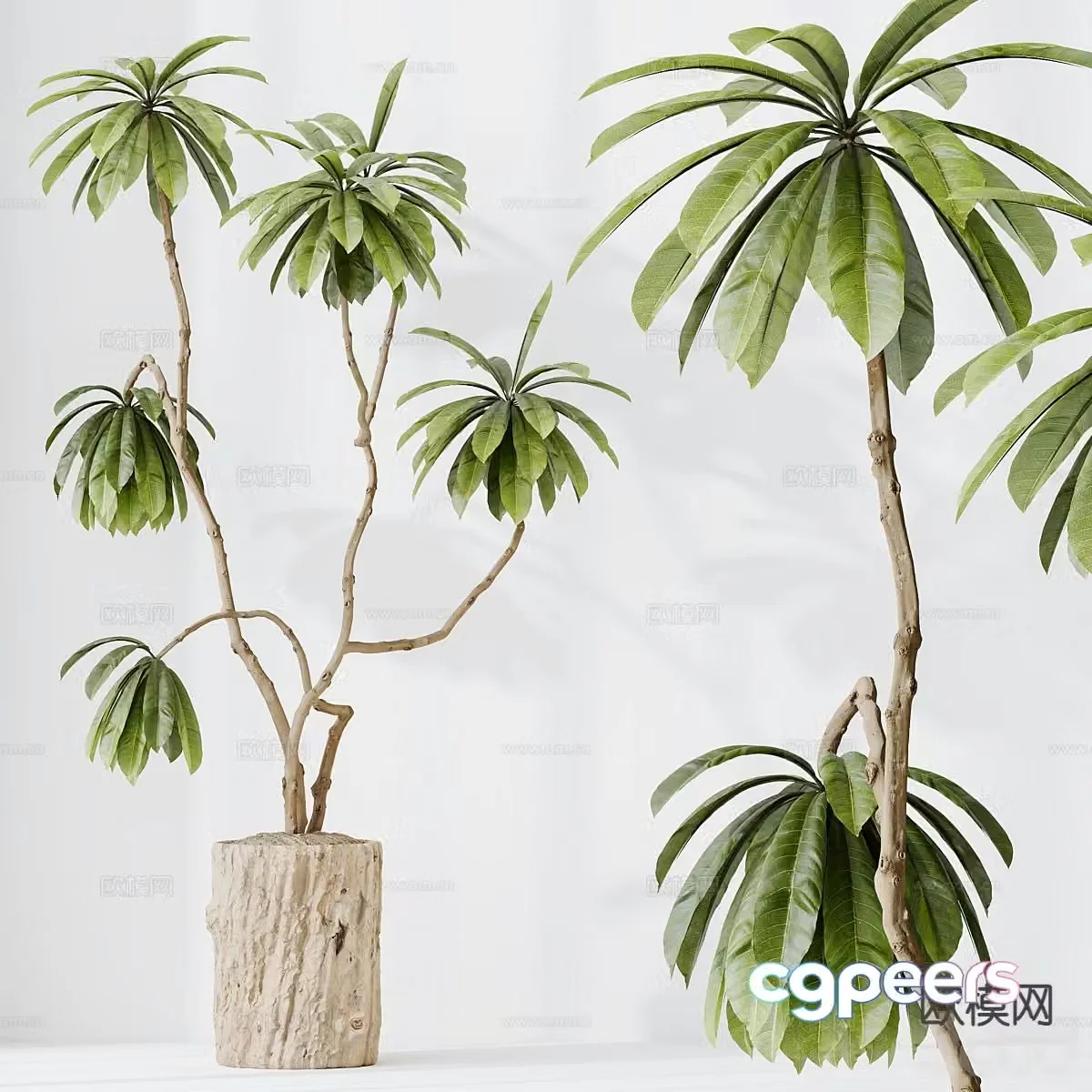 Bonsai Landscape Green Plant 3D Model
