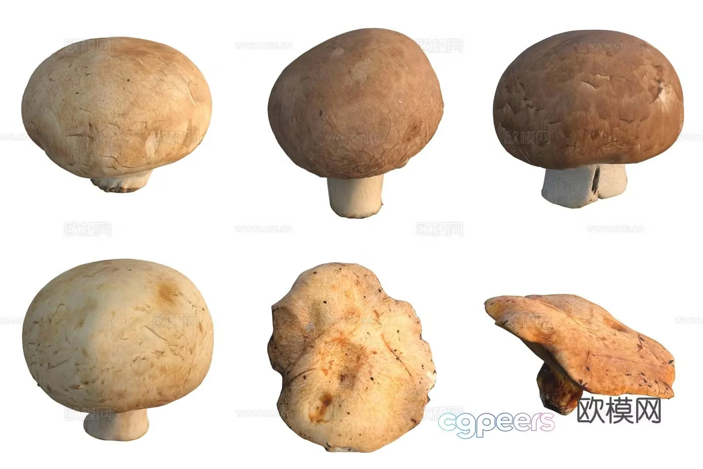 Mushroom fungi 3D model