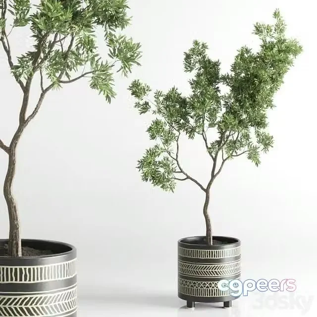 3ds Max Free – Indoor plant 56 vase handmade pottery plant tree pot