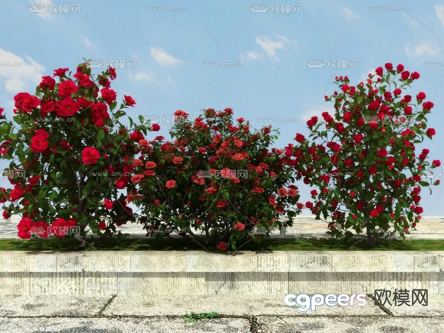 Climbing bush rose 3d model