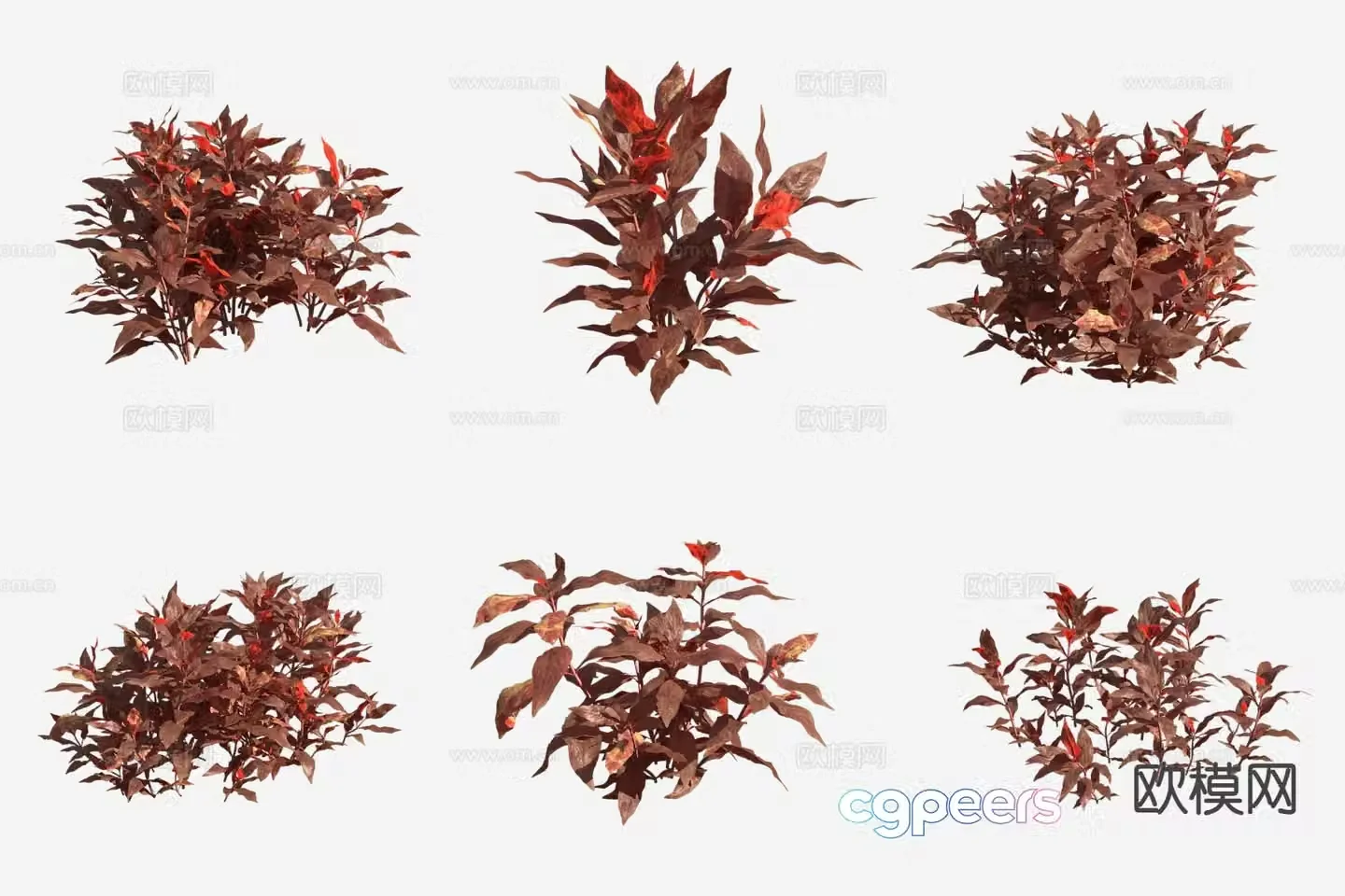 Ruishi Lotus Seed Grass Blood Heart Orchid Aquatic Plant 3D Model