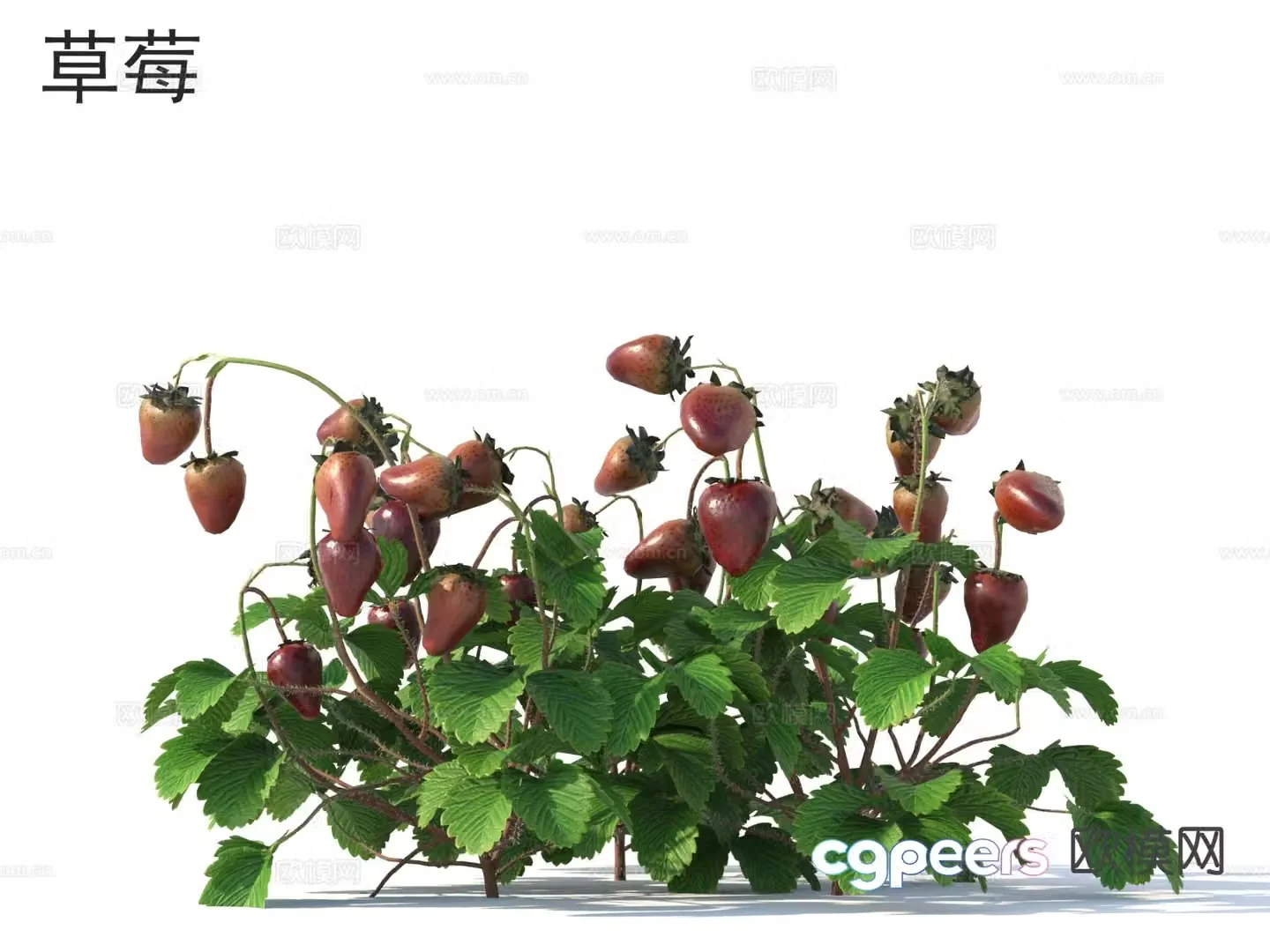Strawberry Vegetable Crops Plant 3D Model