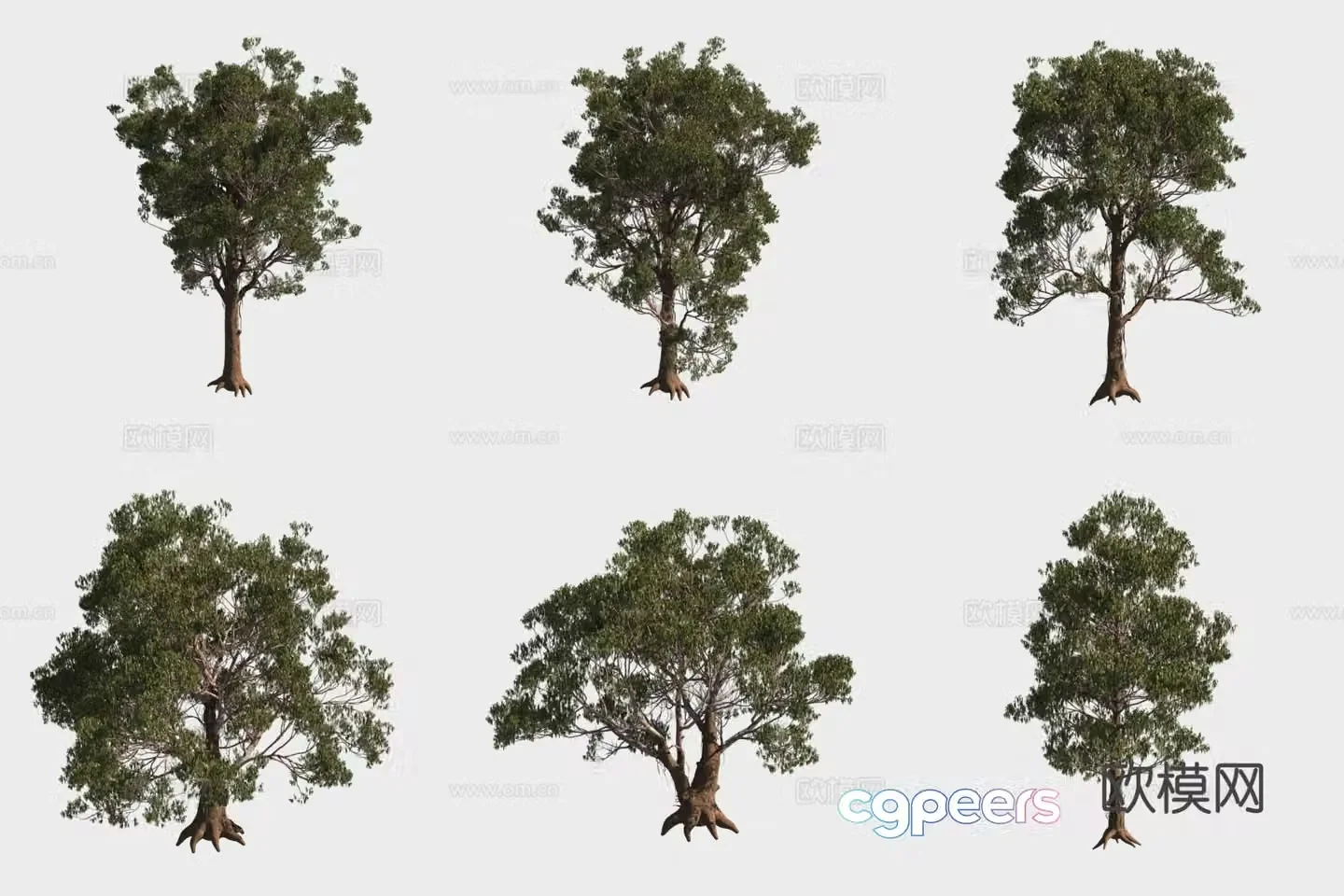Fur eucalyptus tree forest 3d model