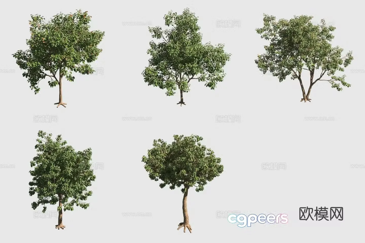 Orange flower rag wood hawaiian plant landscape tree 3d model
