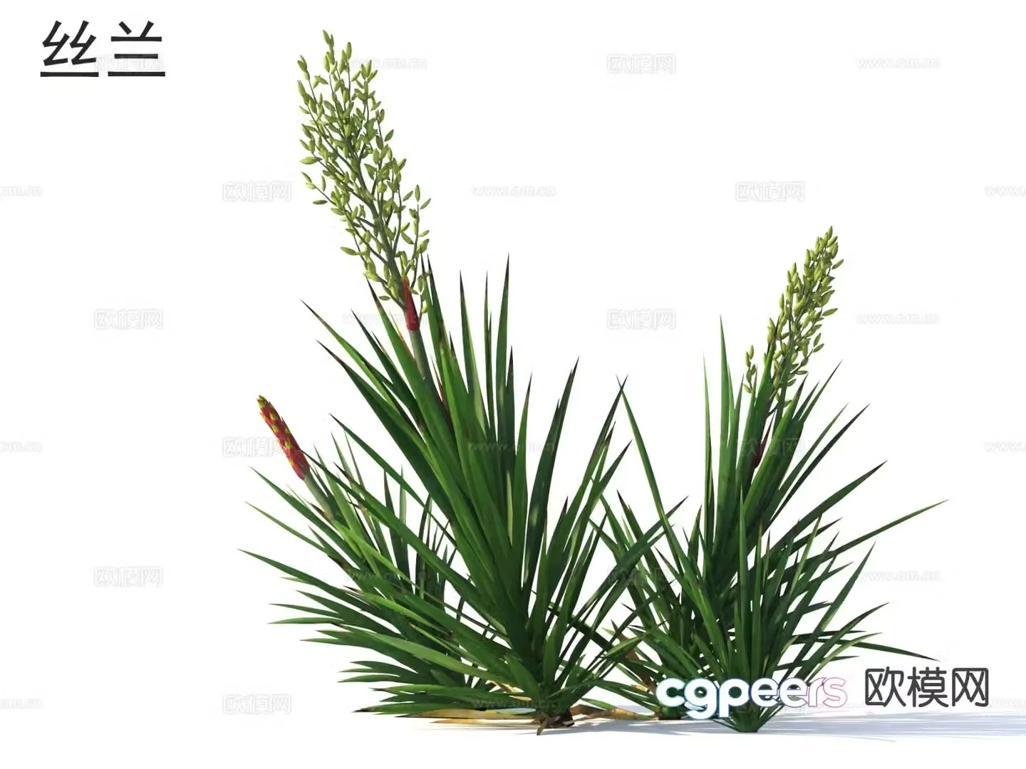 Yucca Flowers Plants Shrubs 3d Model