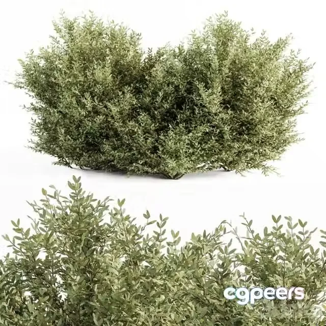 3ds Max Free – Buxsus Leaf Bush – Bush Set 27