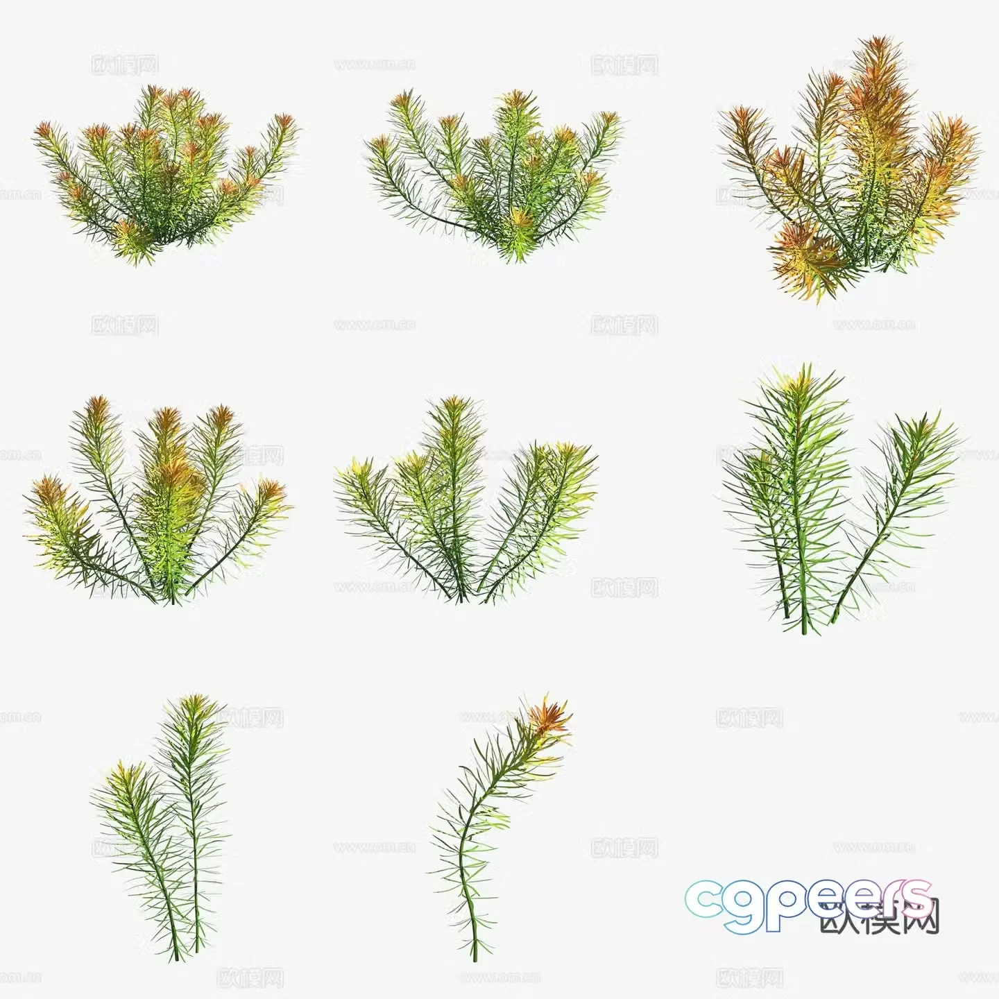 Aquatic plants slanted leaves lilac polygonum aquatic plants 3D model