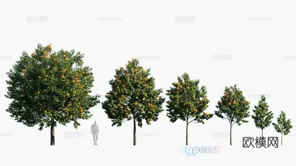 A Row Of Trees With Yellow Flowers 3D Model – 5469 – VRAY Render