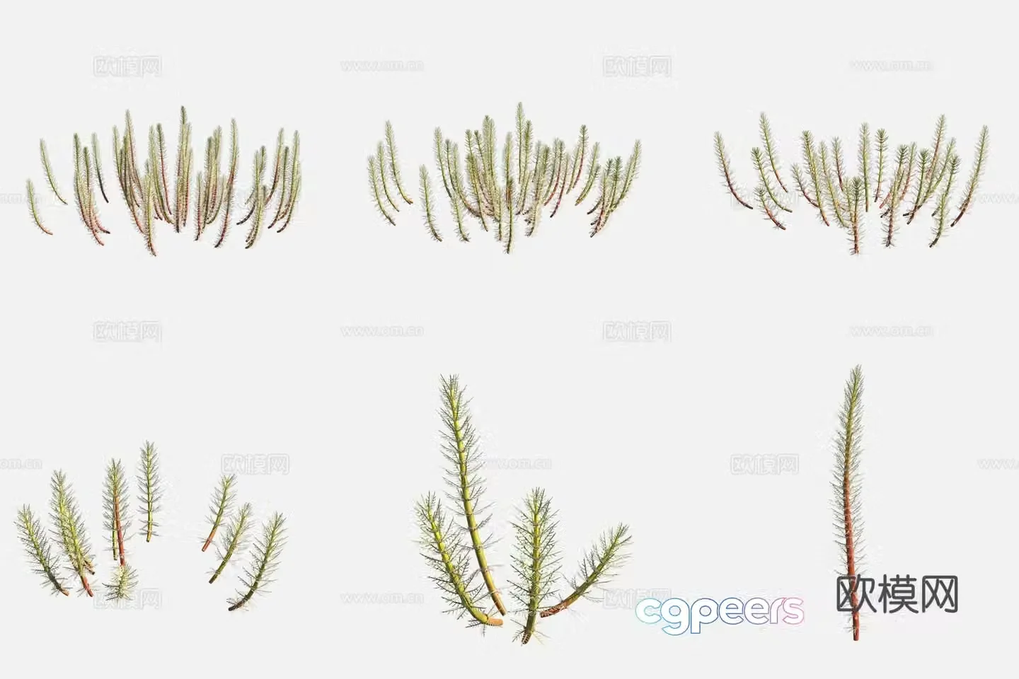 New Zealand foxtail algae marshes plant 3D model