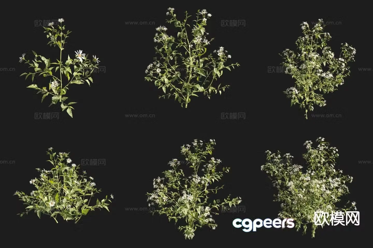 Aster of Little Tongue Flowers and Plants 3D Model