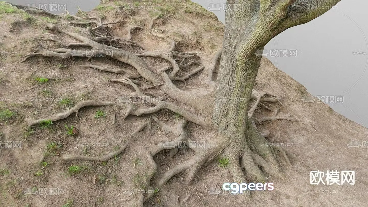 tree roots tree 3d model