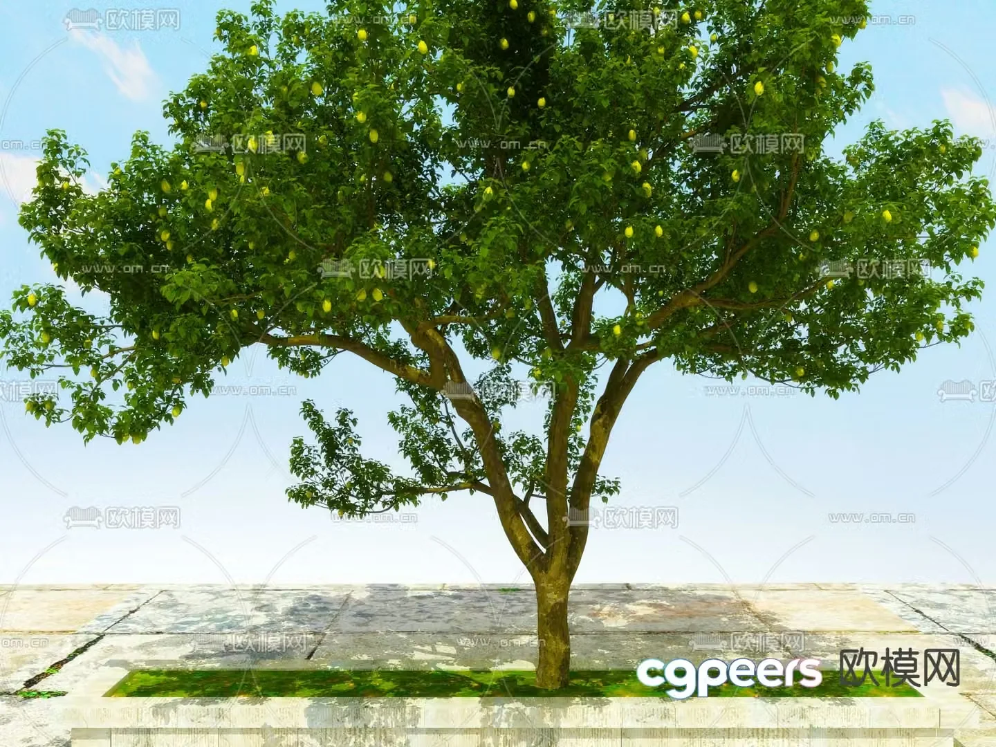 Big tree Street tree Pear tree 3d model
