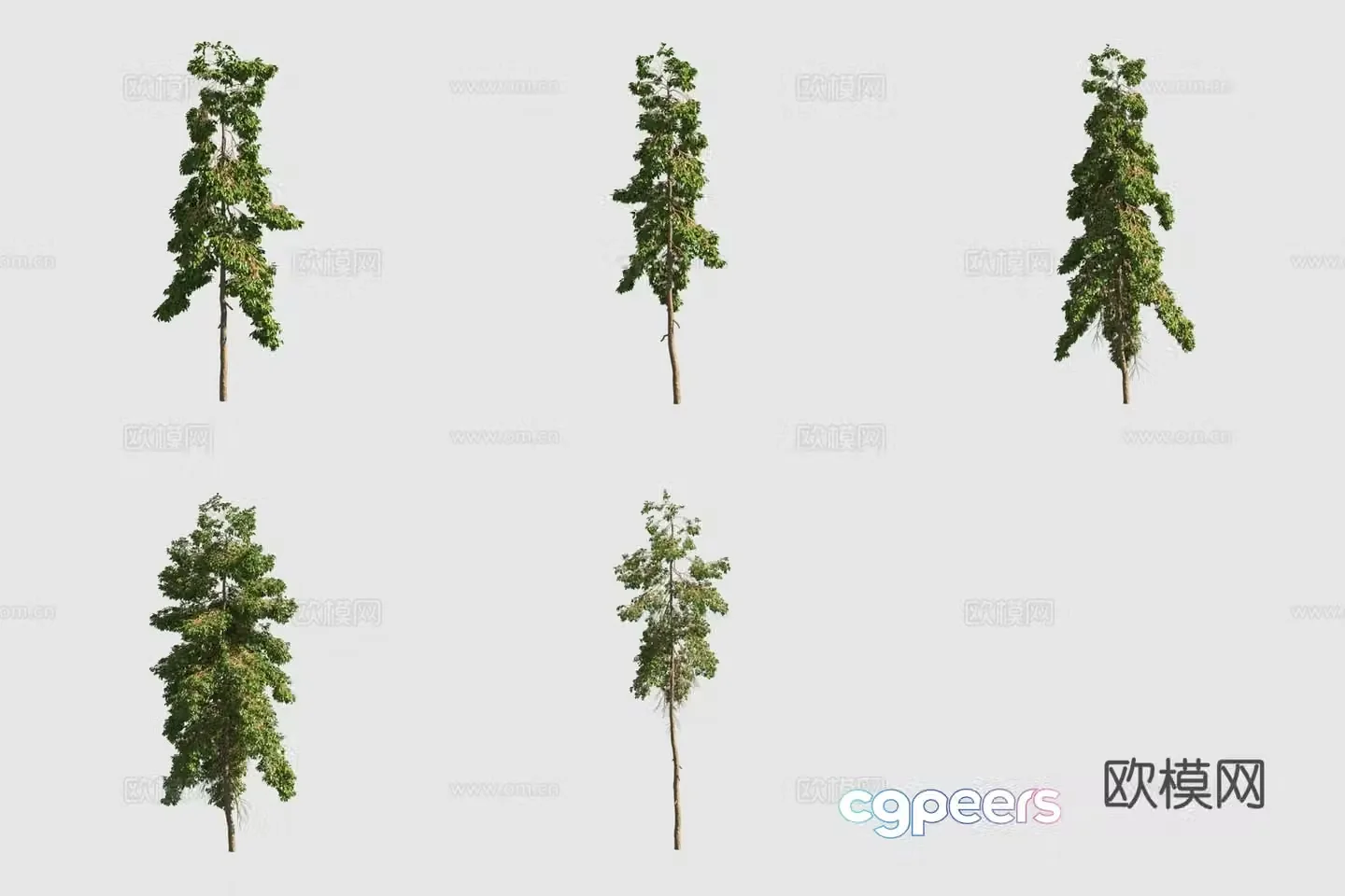 Bamboo tree red bamboo street tree 3d model