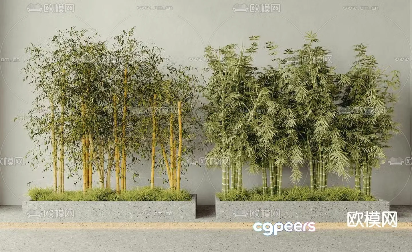 Bamboo potted plant Luohan bamboo 3D model
