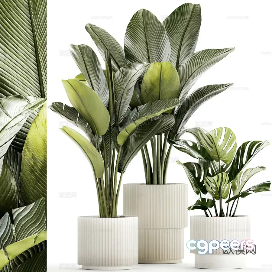 Three Potted Plants 3D Model – 404 – VRAY Render