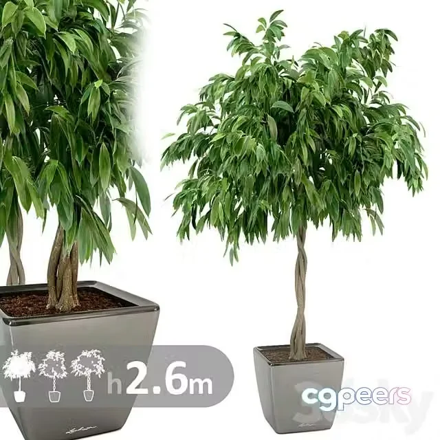 3ds Max Free – Ficus Ali Ficus binnendijkii