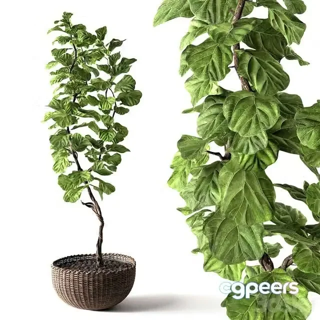 3ds Max Free – Ficus Lyrata 1850mm (in a basket)