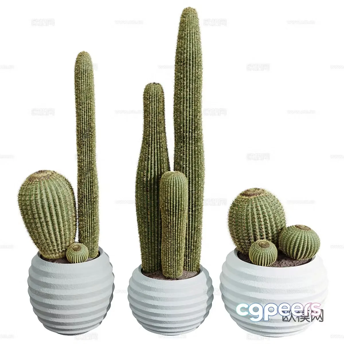 Cactus Cactus 3D Model