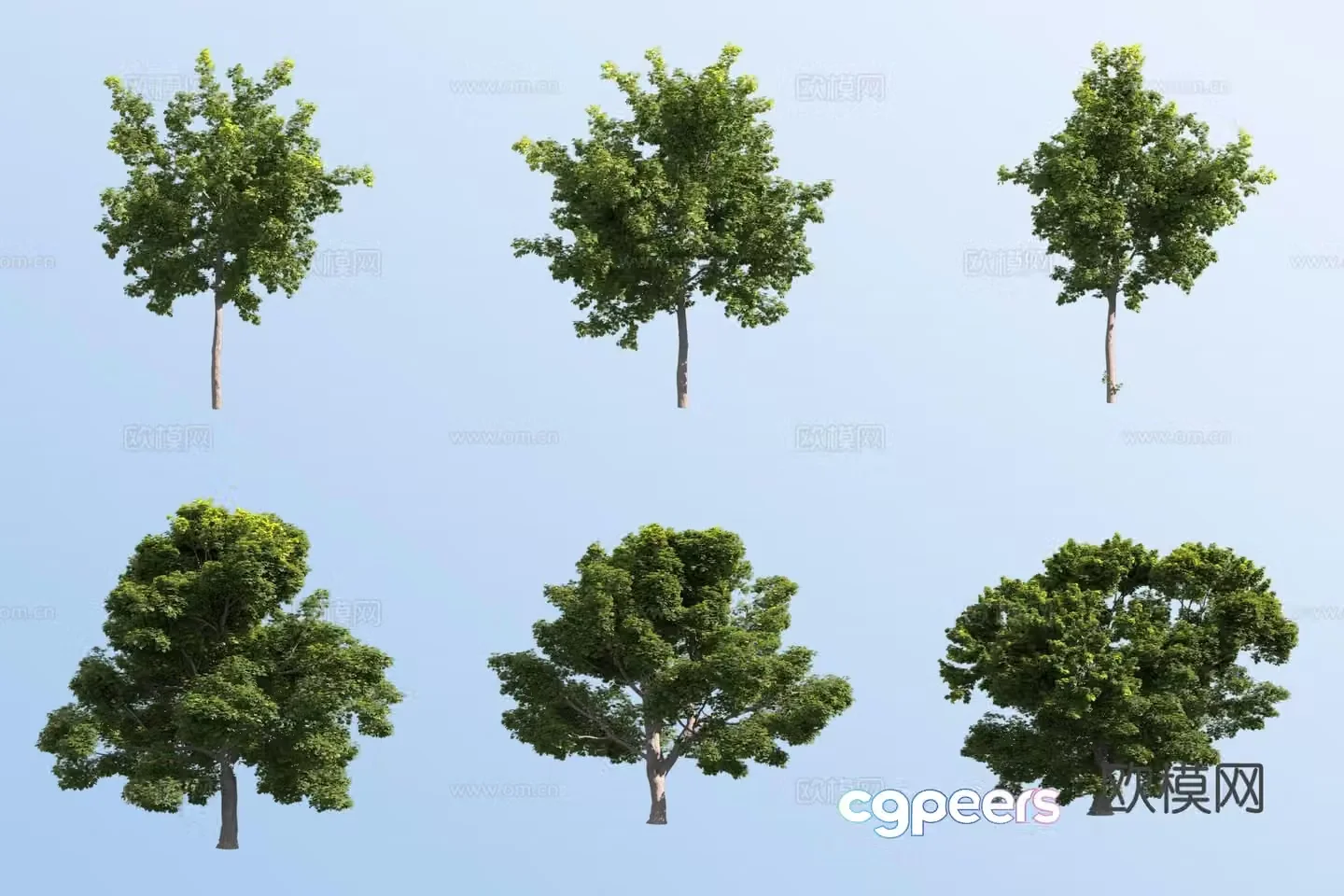 norway maple norway maple landscape tree 3d model