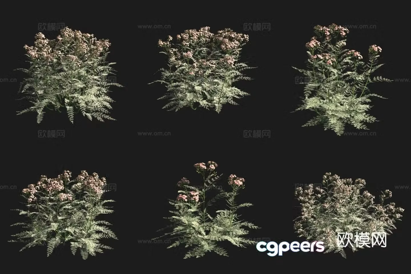 3D model of yarrow flowers and plants in the grassland